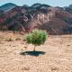 SYML - Wildfire