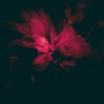 album image why why (feat. Anatu) This Chapter